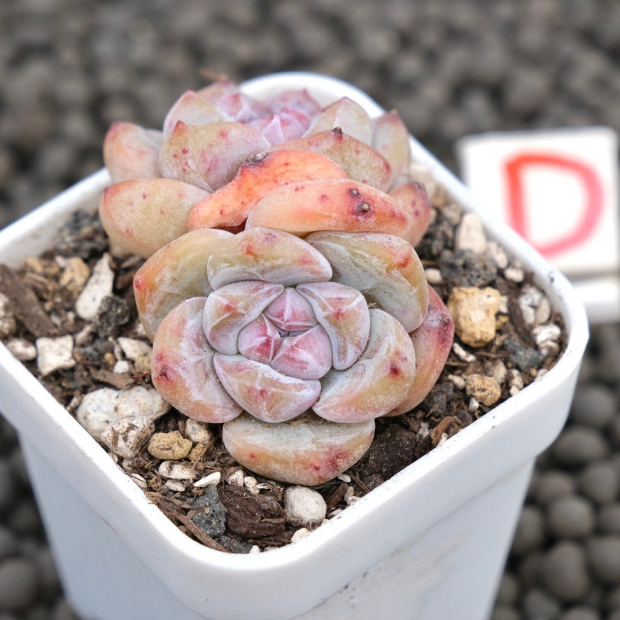 Echeveria Hoshikage Imported Succulent Plant