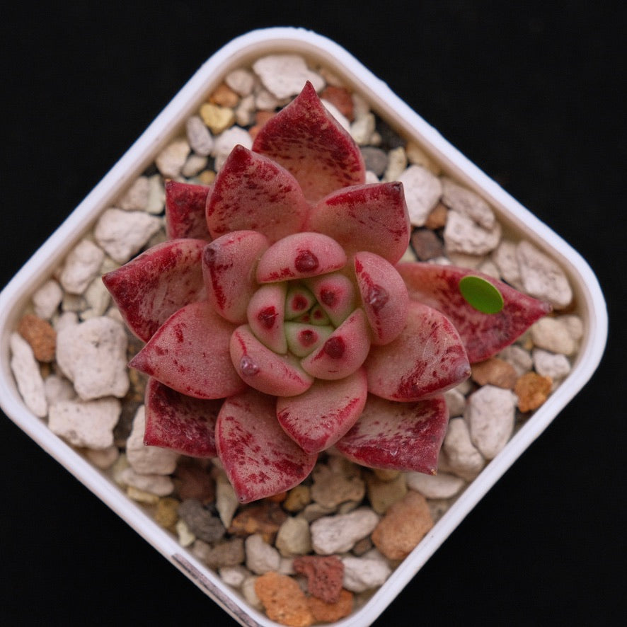 Echeveria Strawberry Korean Succulent Plant *New*