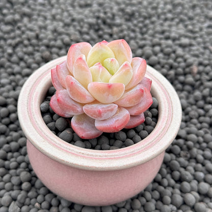 Echeveria Pink Taffy Imported Succulent Plant