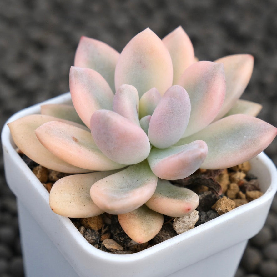 Variegated Graptoveria Opalina Korean Succulent Plant