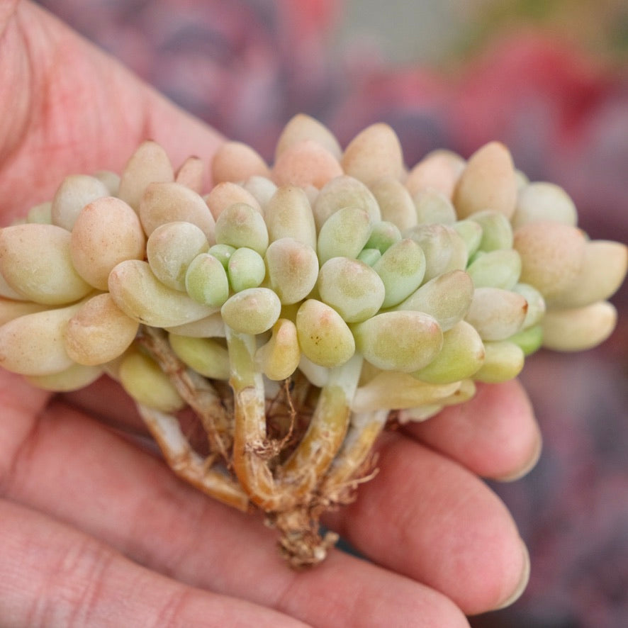 Graptosedum Cheesecake Imported Succulent Plant