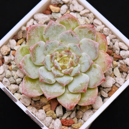 Echeveria Pink Jenny Korean Succulent Plant *New*