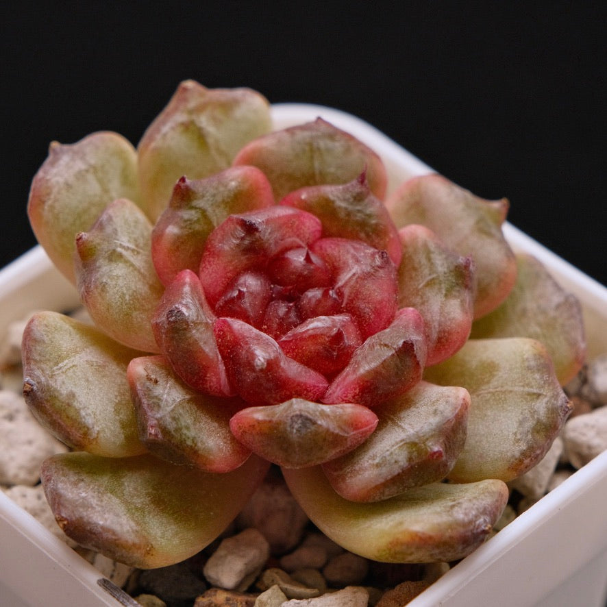 Echeveria Jelly sp Korean Succulent Plant *New*