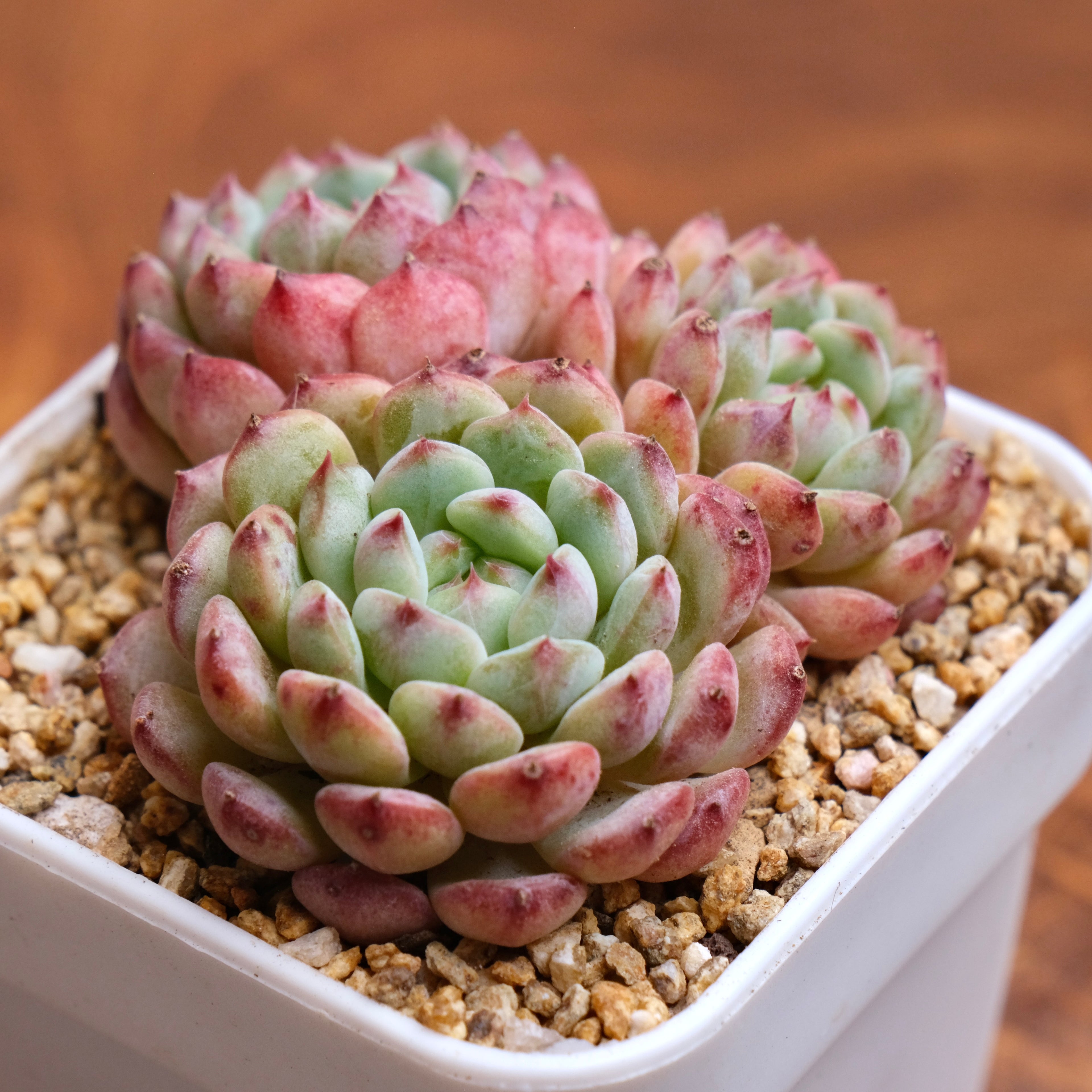 Echeveria White Farm Imported Succulent Plant