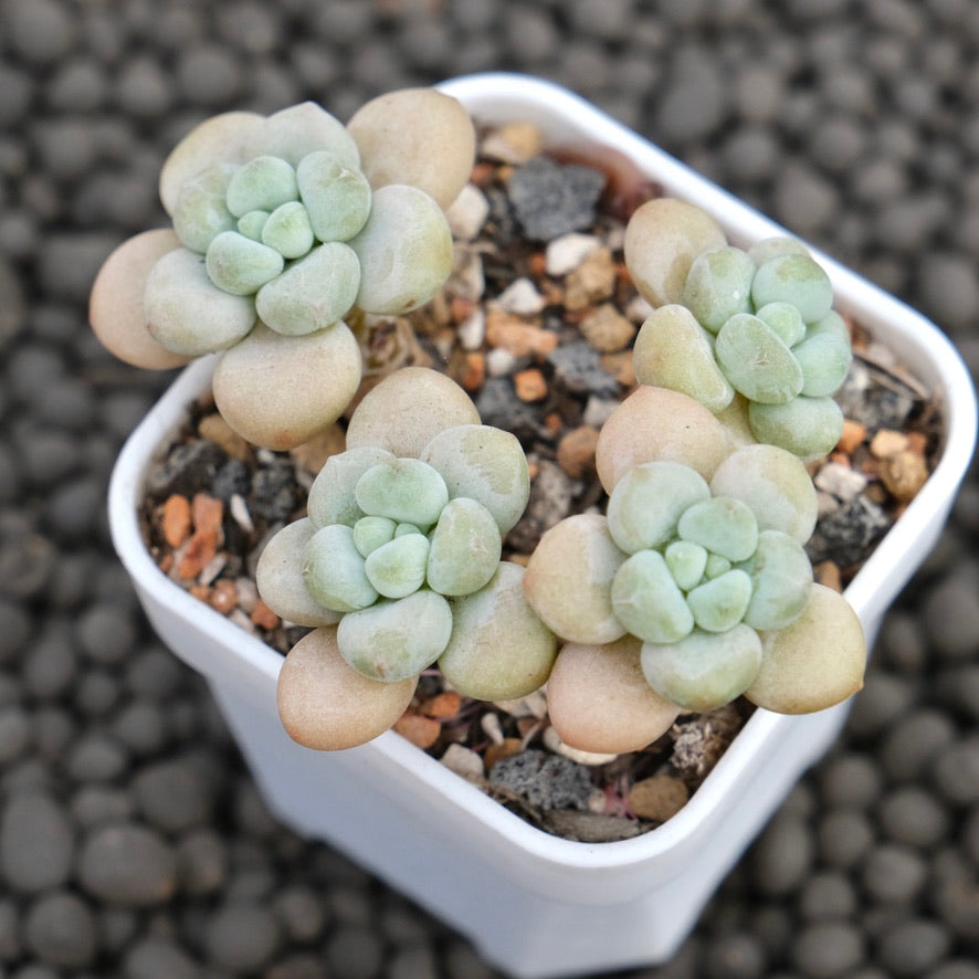 Graptosedum Rococo Imported Succulent Plant