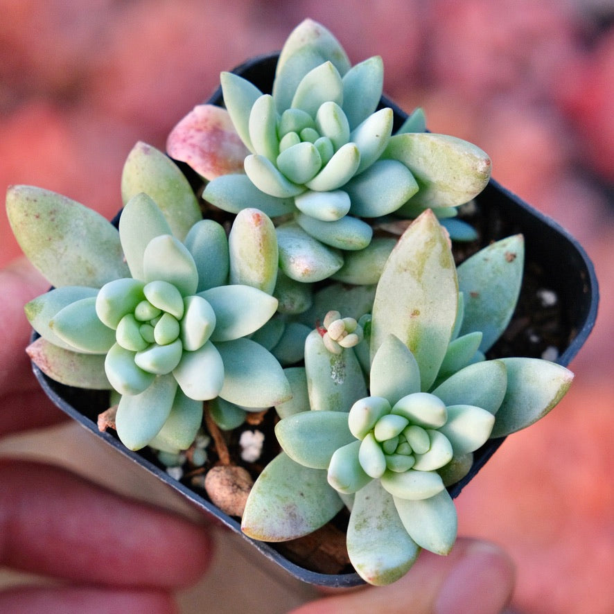 Sedeveria Blue Burrito Succulent Plant