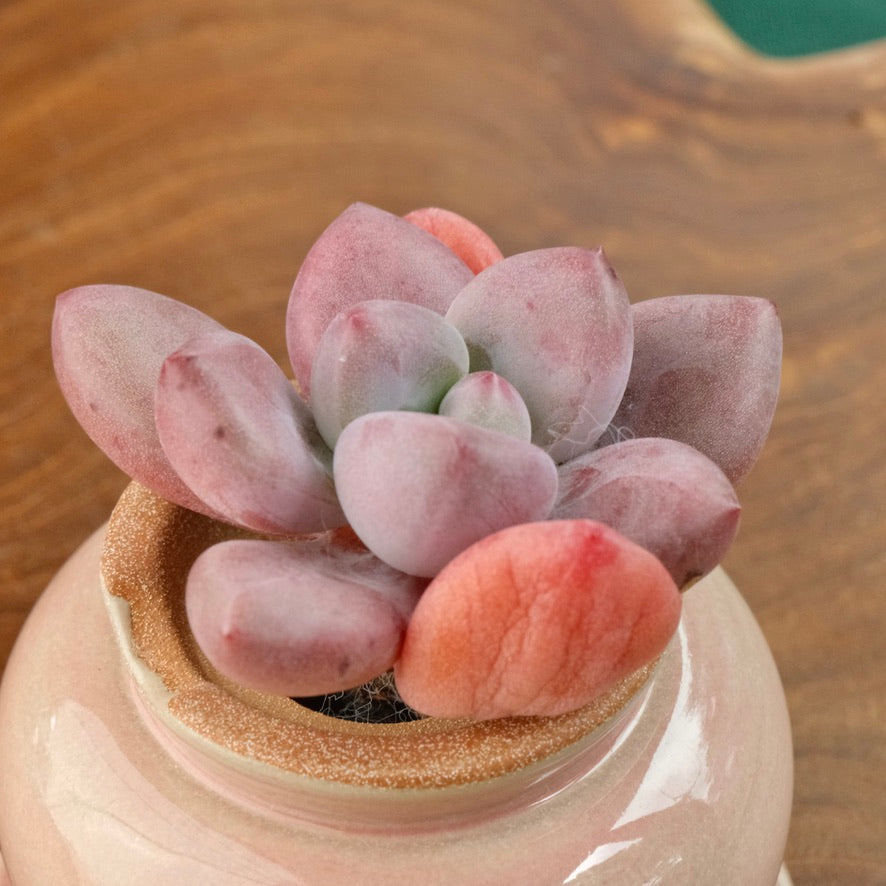 Graptoveria Diamante Rosa Korean Succulent Plant