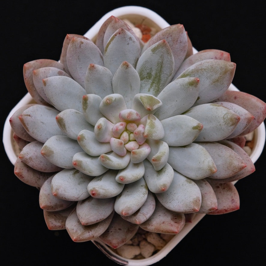 Big Echeveria Sweet Love Korean Succulent Plant *New*