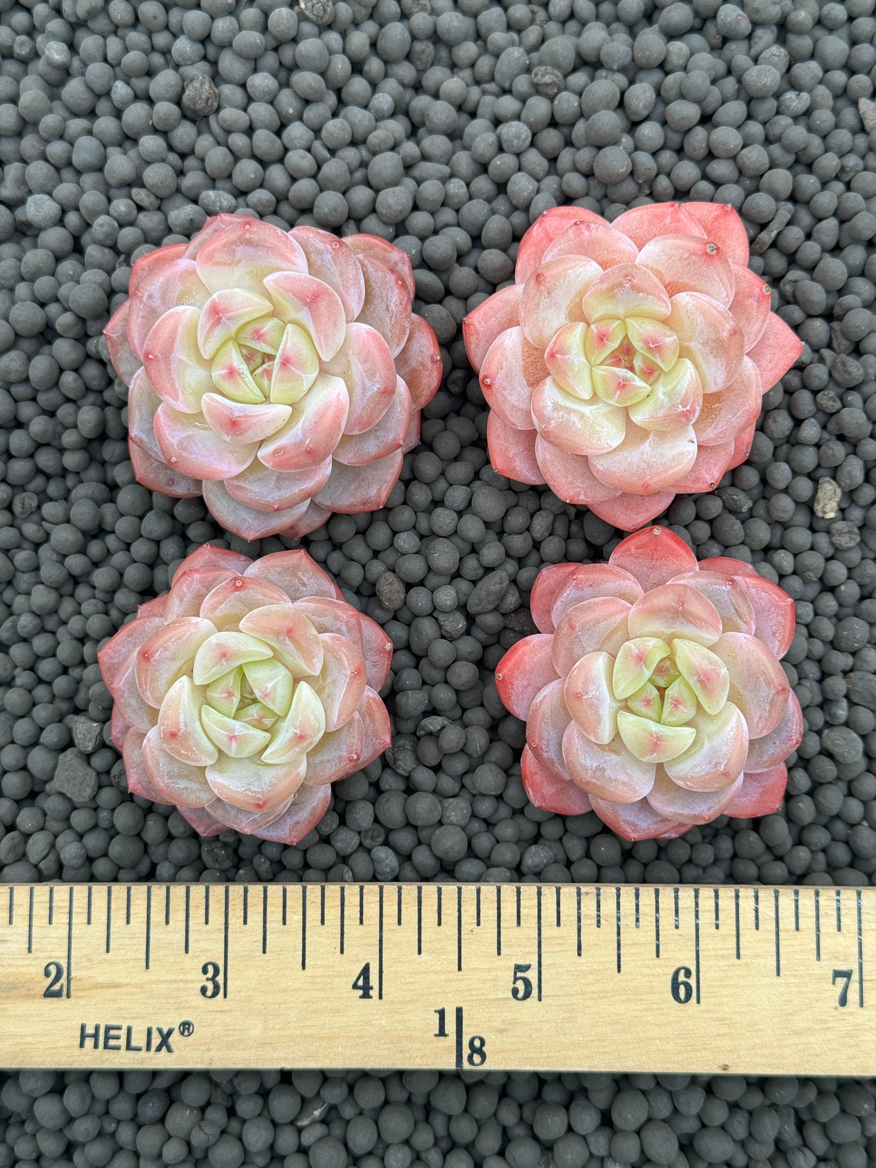 Echeveria Pink Taffy Imported Succulent Plant