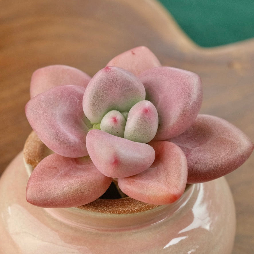 Graptoveria Diamante Rosa Korean Succulent Plant