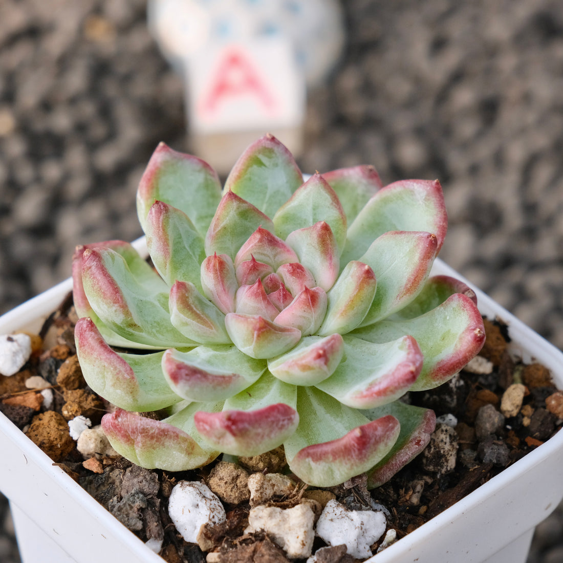 Echeveria Monroe x Sarahime Korean Succulent Plant New Changhee Hybrid