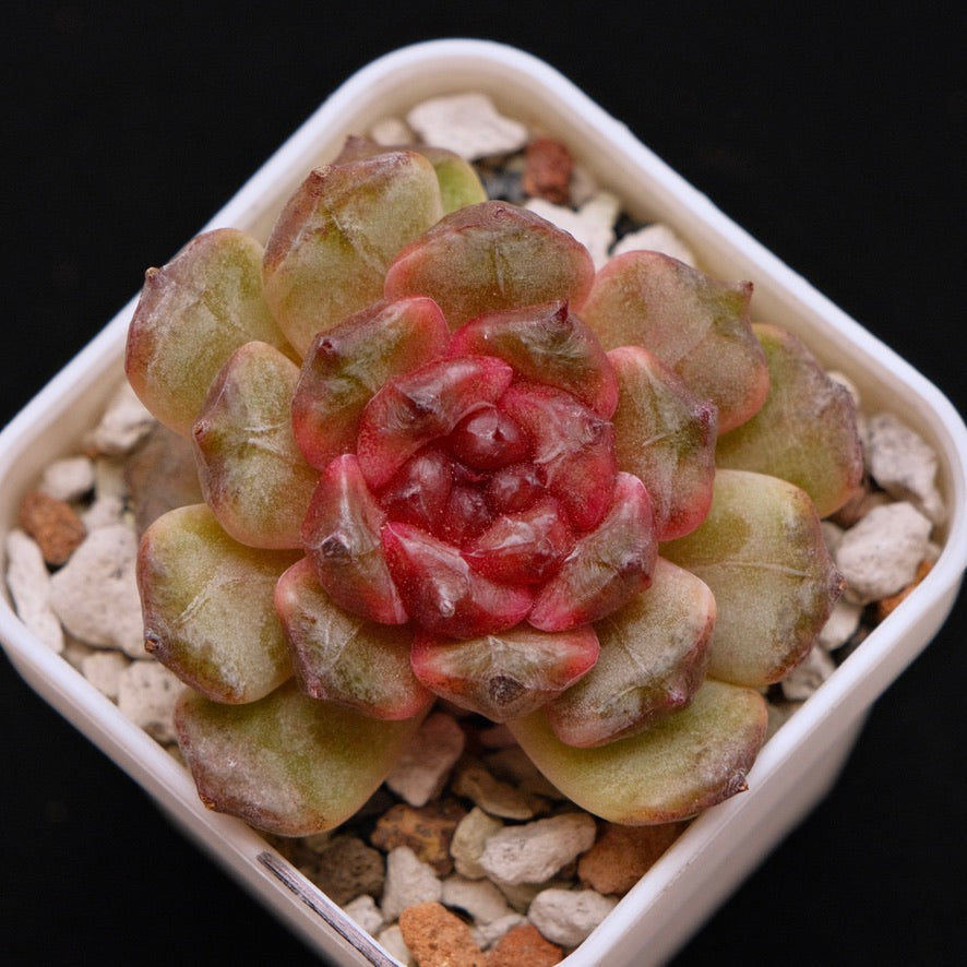 Echeveria Jelly sp Korean Succulent Plant *New*