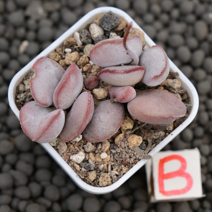 Adromischus Red Egg Imported Succulent Plant