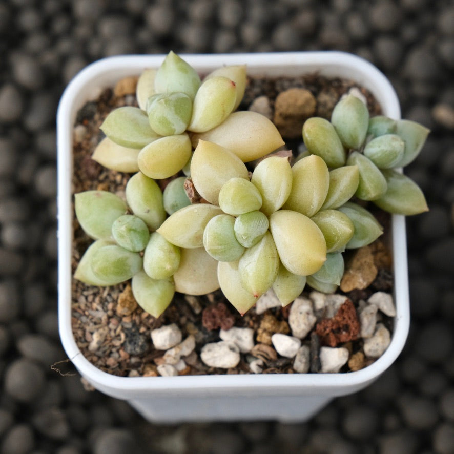 Pachyphytum Sky Beauty Korean Succulent Plant