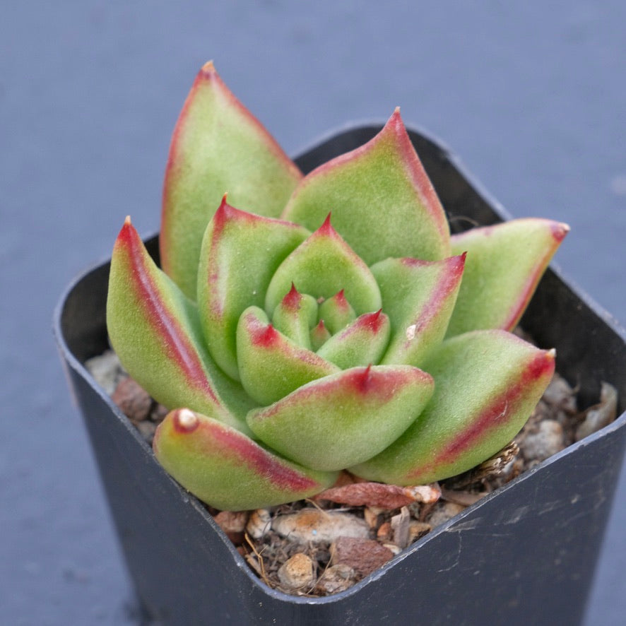 Echeveria agavoides hybrid Korean Succulent Plant