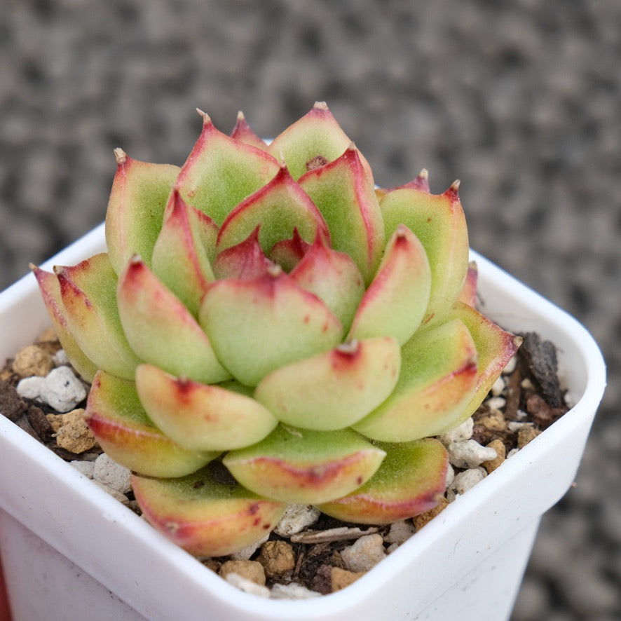 Echeveria LinLin Korean Succulent Plant Mam and Sister Hybrid