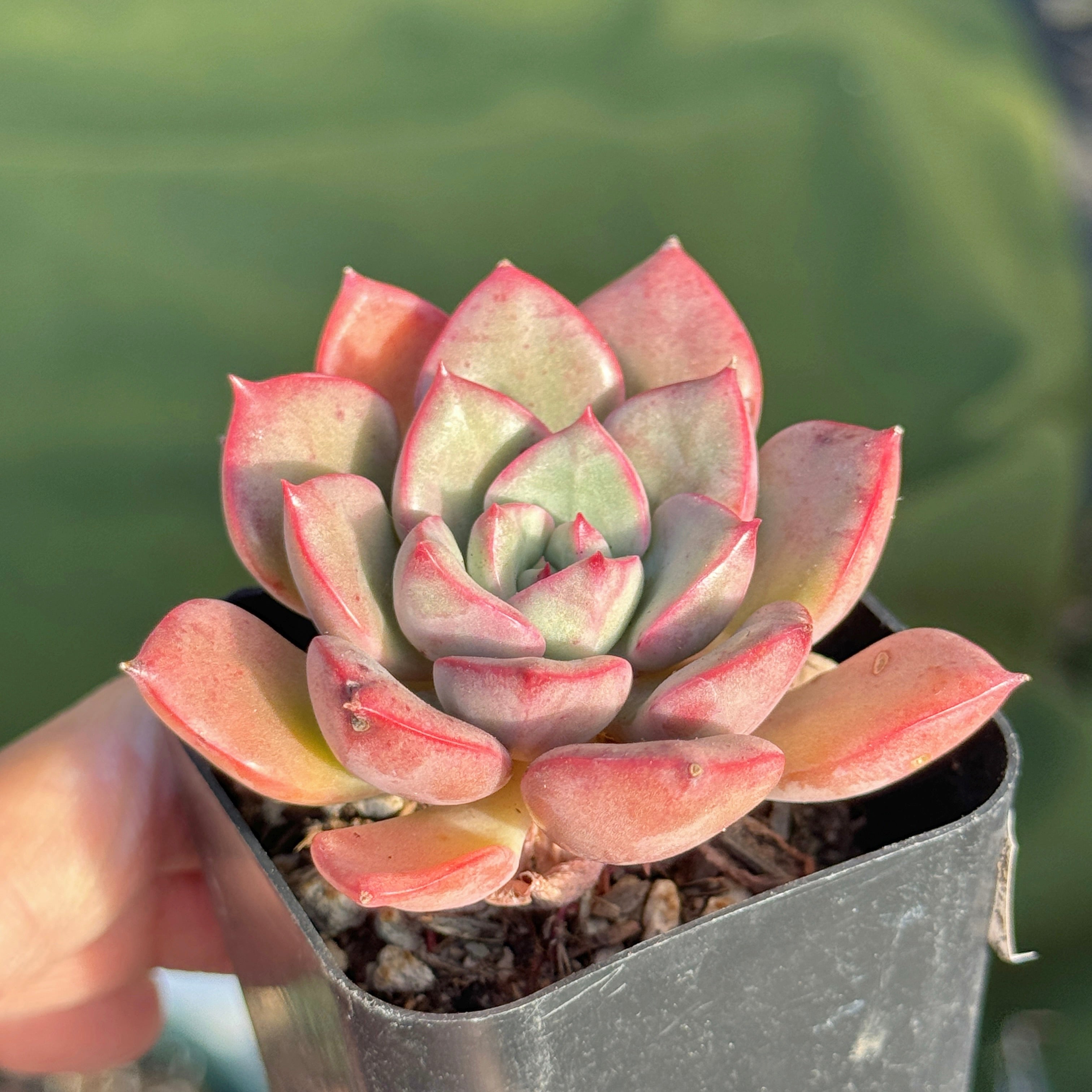 Graptoveria Aaron Korean Succulent Plant Changhee hybrid