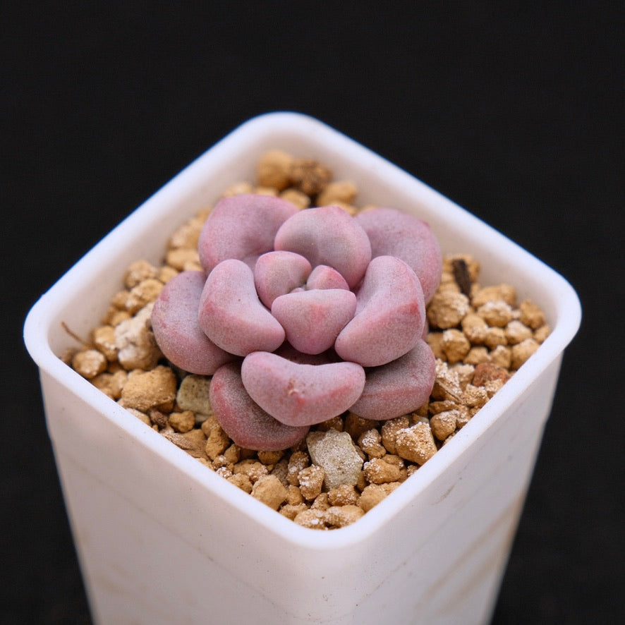 Graptopetalum Polari Heart baby Korean Succulent Plant