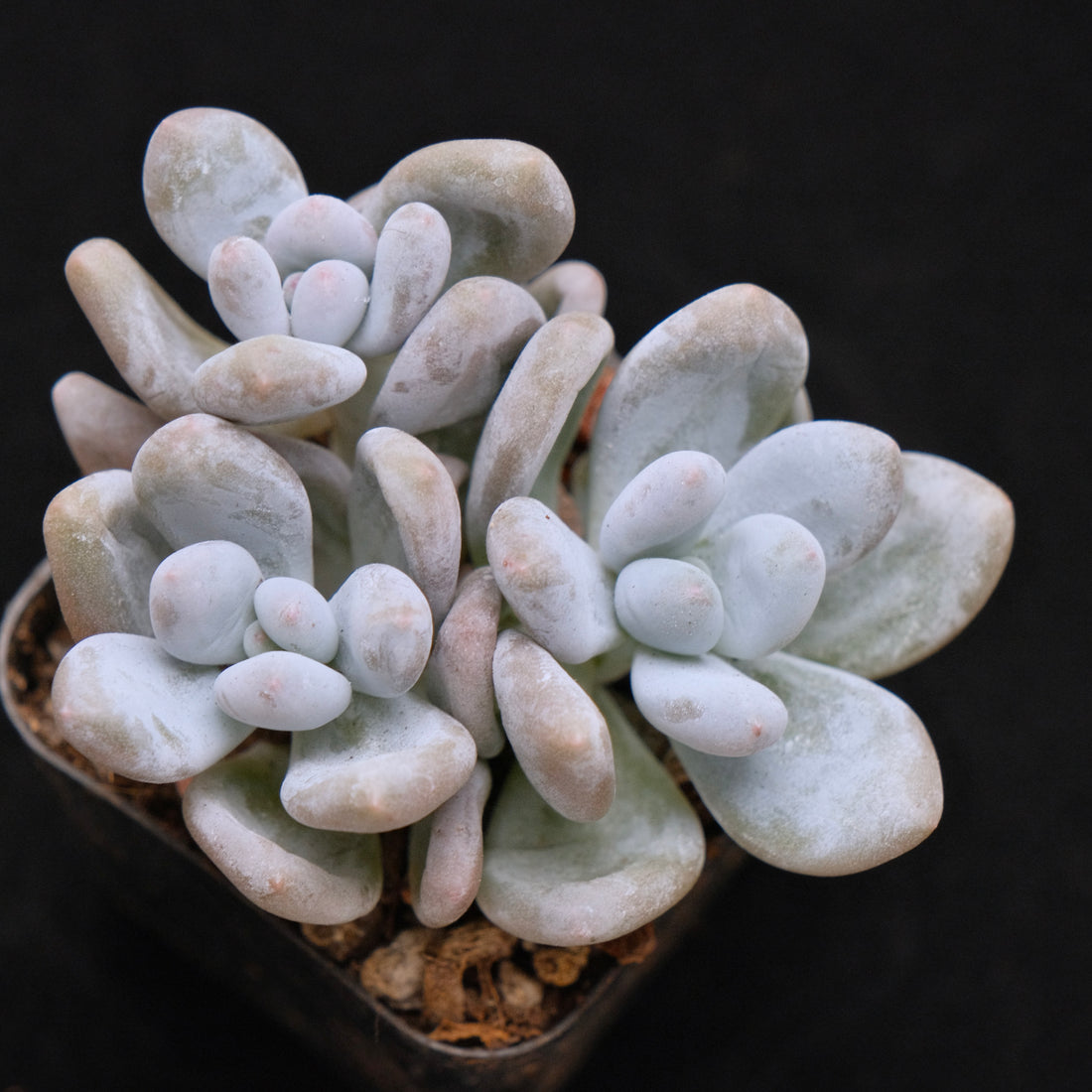 Pachyveria Moon Sherbet Korean Succulent Plant Air Magic hybrid