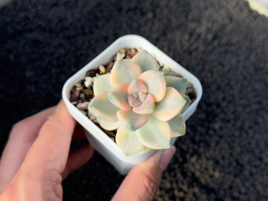 Variegated Graptoveria Titubans Imported Succulent Plant