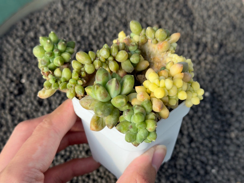 Variegated Pachyphytum compactum cristata Imported Succulent Plant