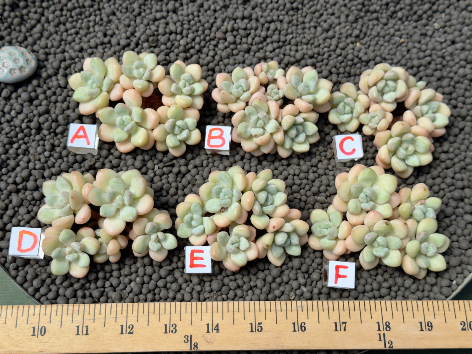 Graptosedum Bubble Gum Imported Succulent Plant