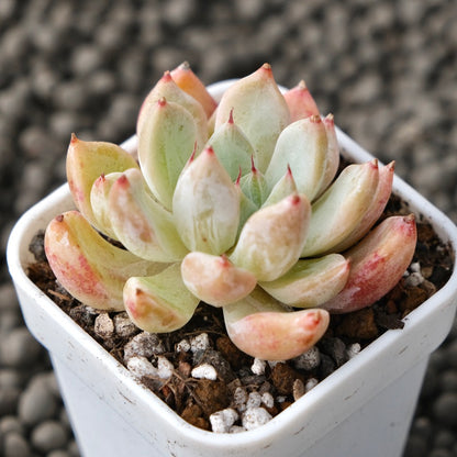 Echeveria Tosa Korean Succulent Plant Changhee Hybrid