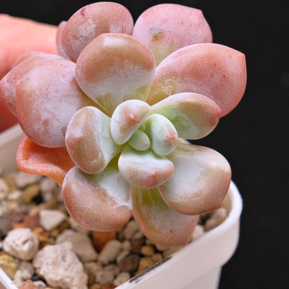 Graptoveria Apricot Candy Korean Succulent Plant