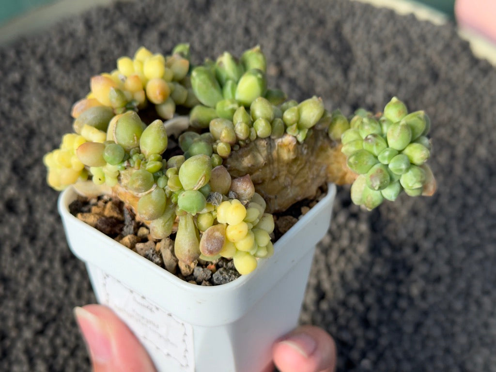 Variegated Pachyphytum compactum cristata Imported Succulent Plant