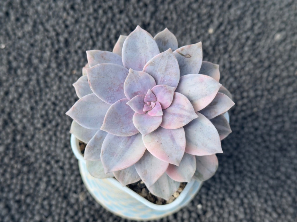 Variegated Graptopetalum Superbum Korean Succulent Plant