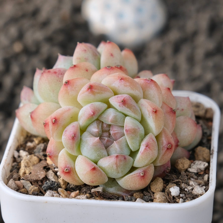 Echeveria Spring Breeze Korean Succulent Plant