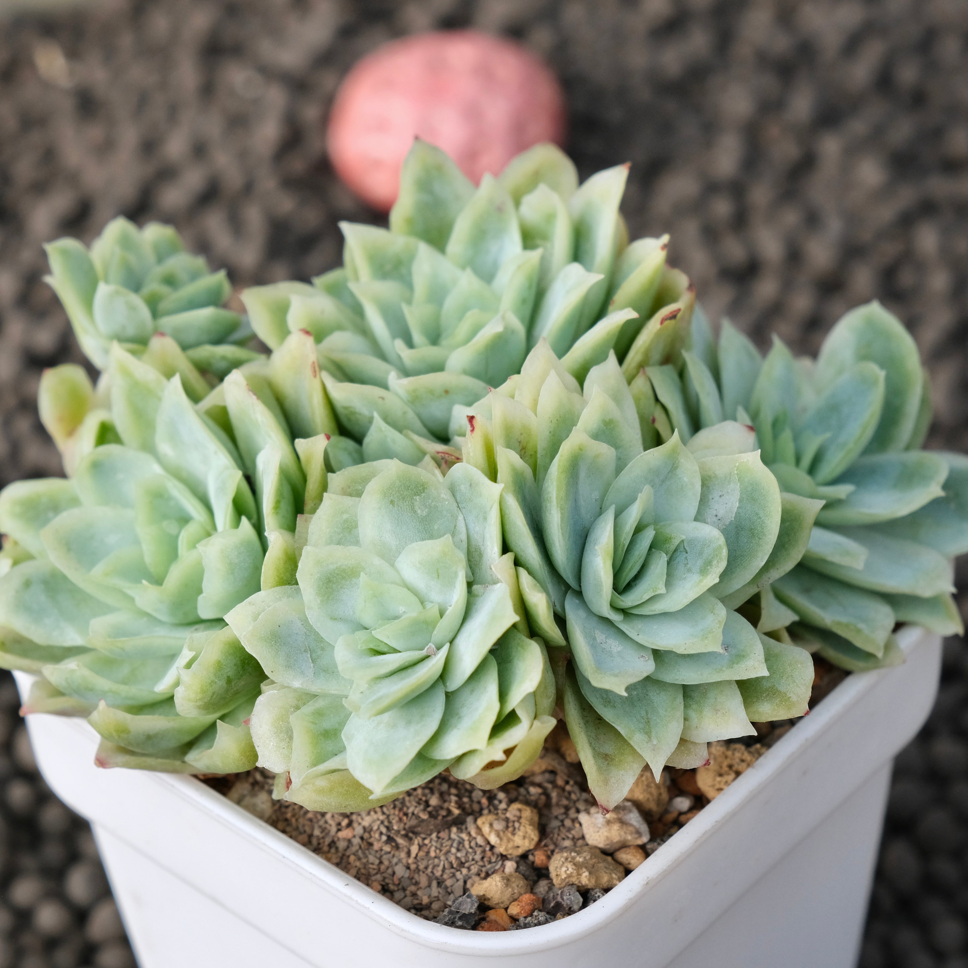 Monstrose Echeveria Rose Queen Korean Succulent Plant