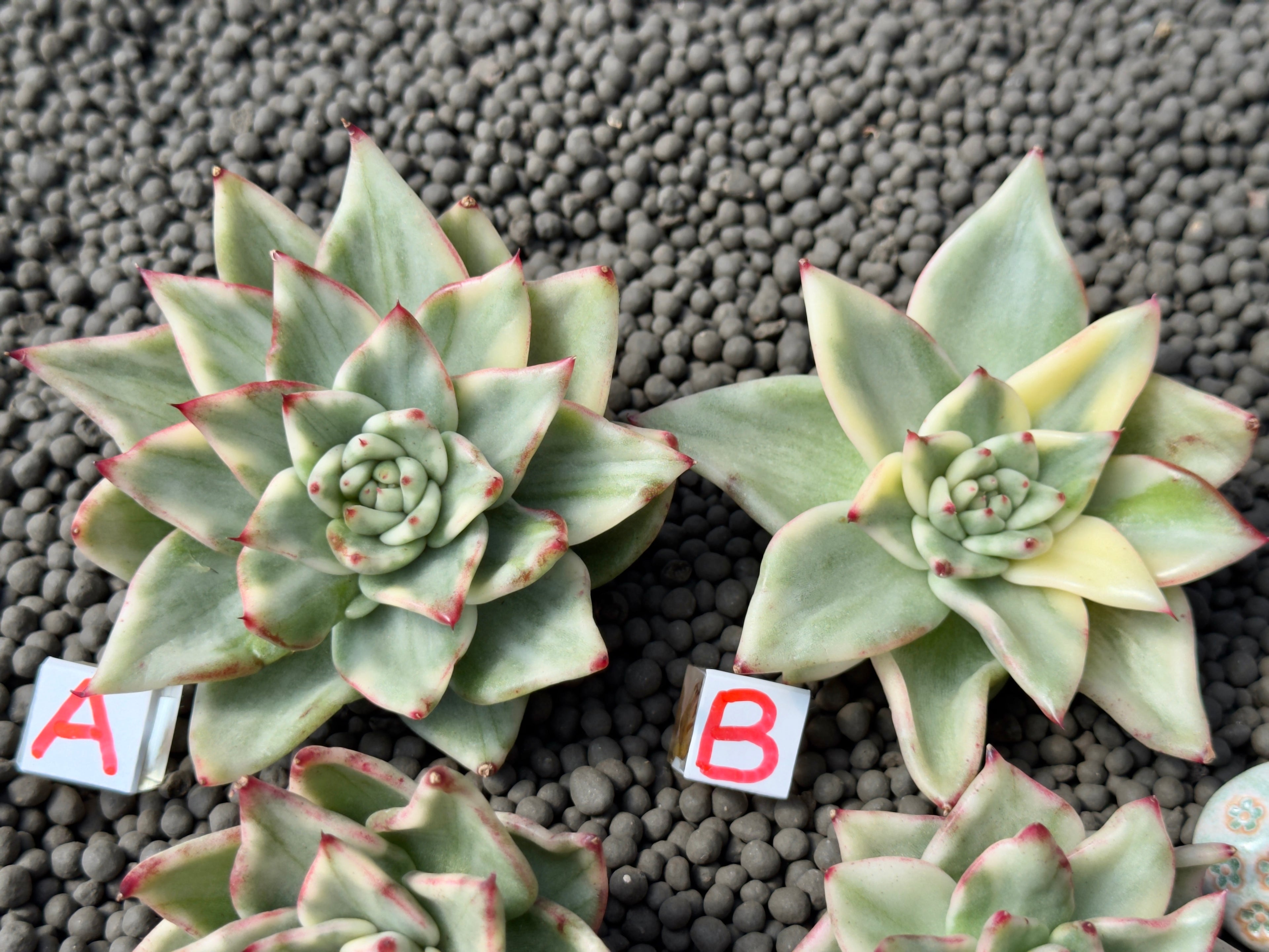 Variegated Echeveria agavoides Korean Succulent Plant