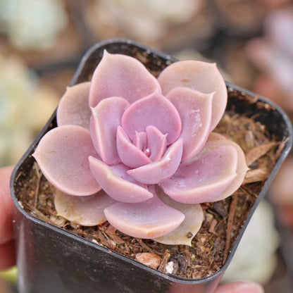 Echeveria Perle von Nurnberg Succulent Plant