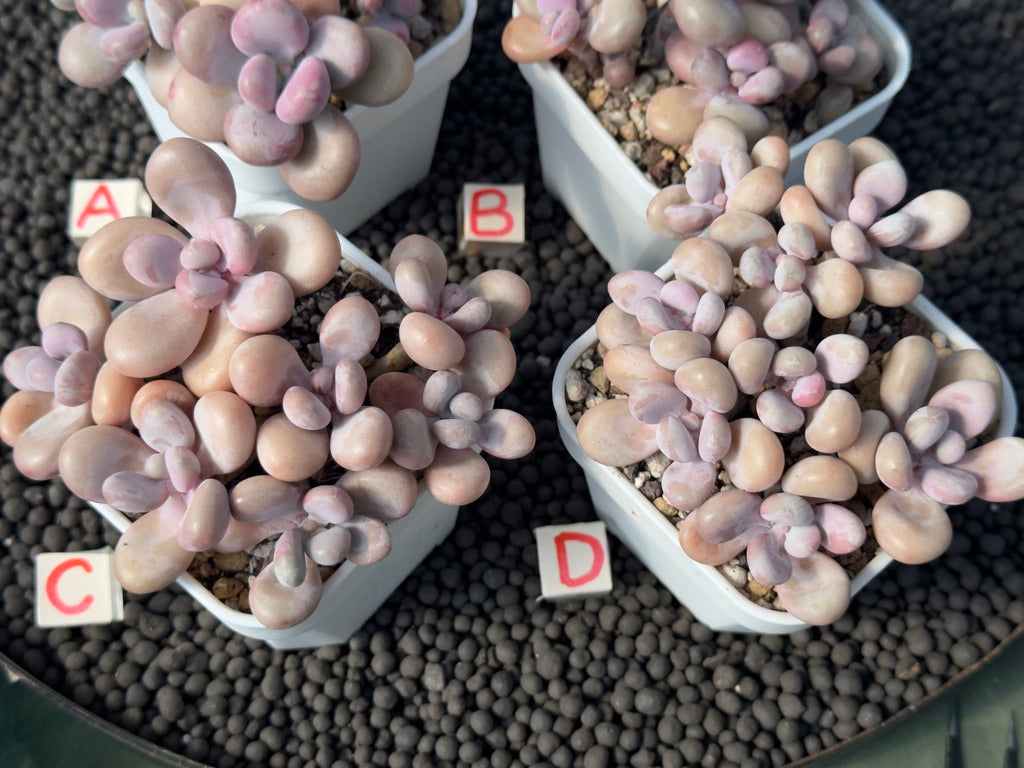 Graptopetalum amethystinum Imported Succulent Plant