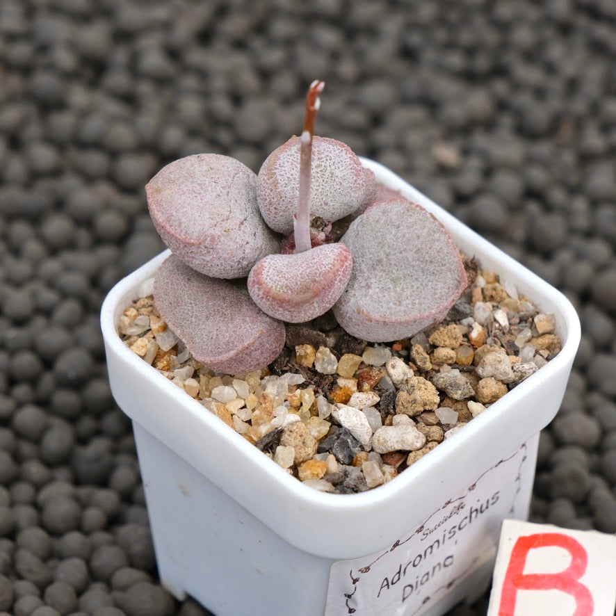 Adromischus Diana Imported Succulent Plant