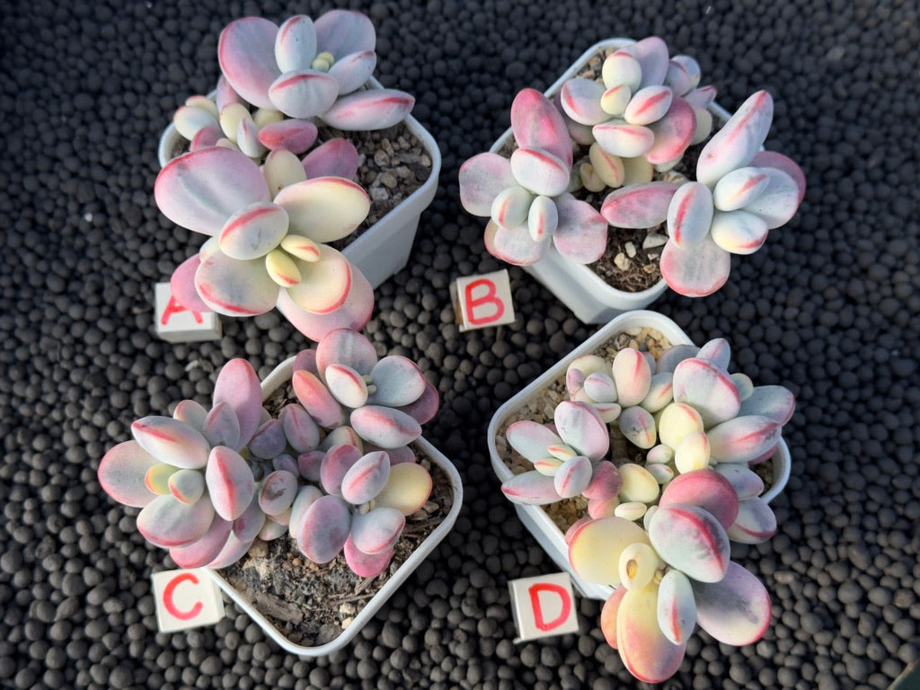 Variegated Cotyledon orbiculata Korean Succulent Plant