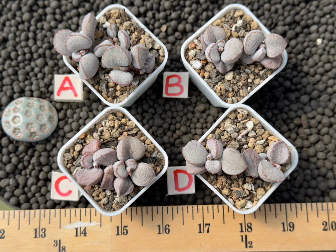 Adromischus &