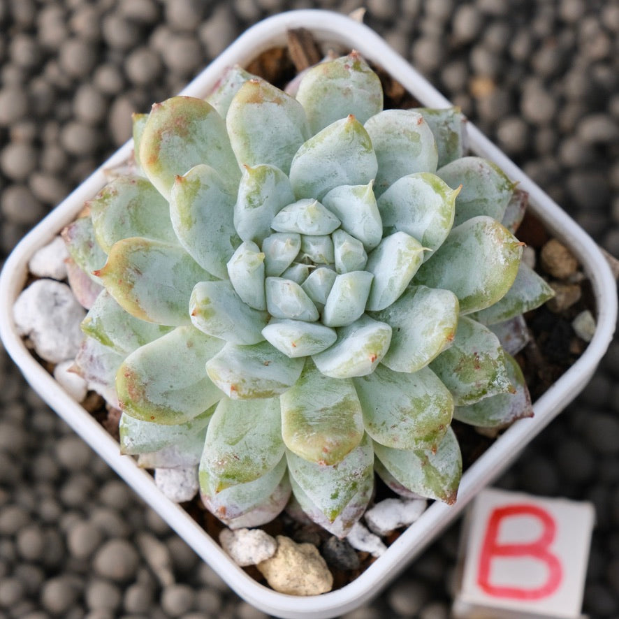 Echeveria Snow Peak Korean Succulent Plant New Changhee Hybrid