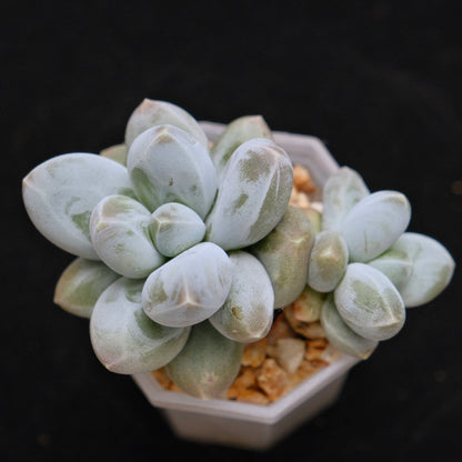 Pachyphytum Fresh Ball Korean Succulent Plant