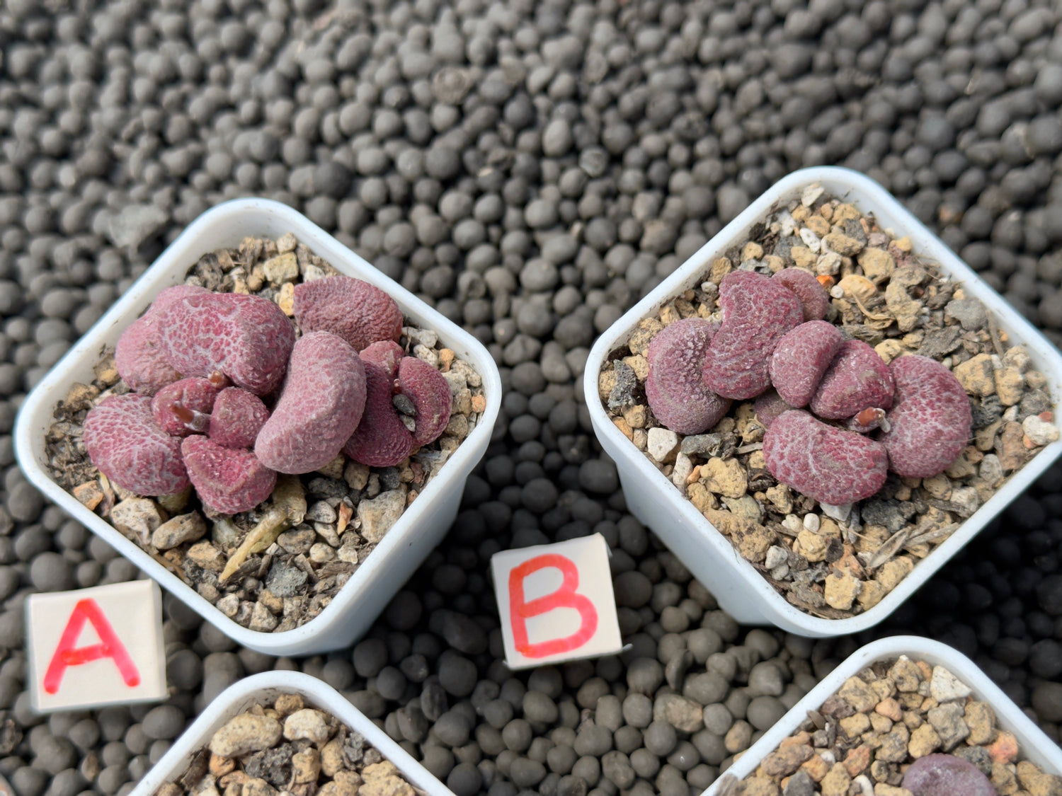 Adromischus &