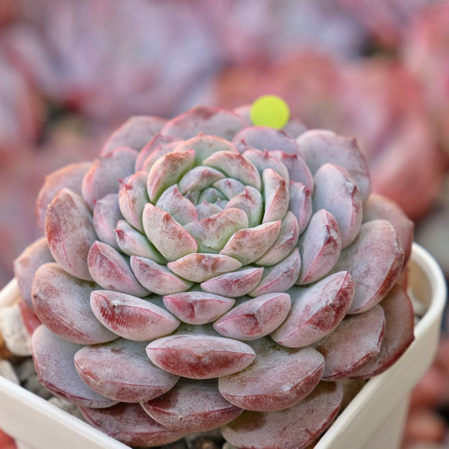 Echeveria Purple Rain Korean Succulent Plant *New*