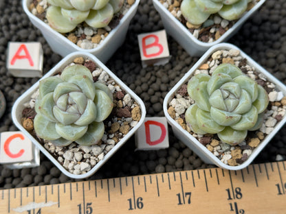 Echeveria Silky Korean Succulent Plant Hwaga Hybrid