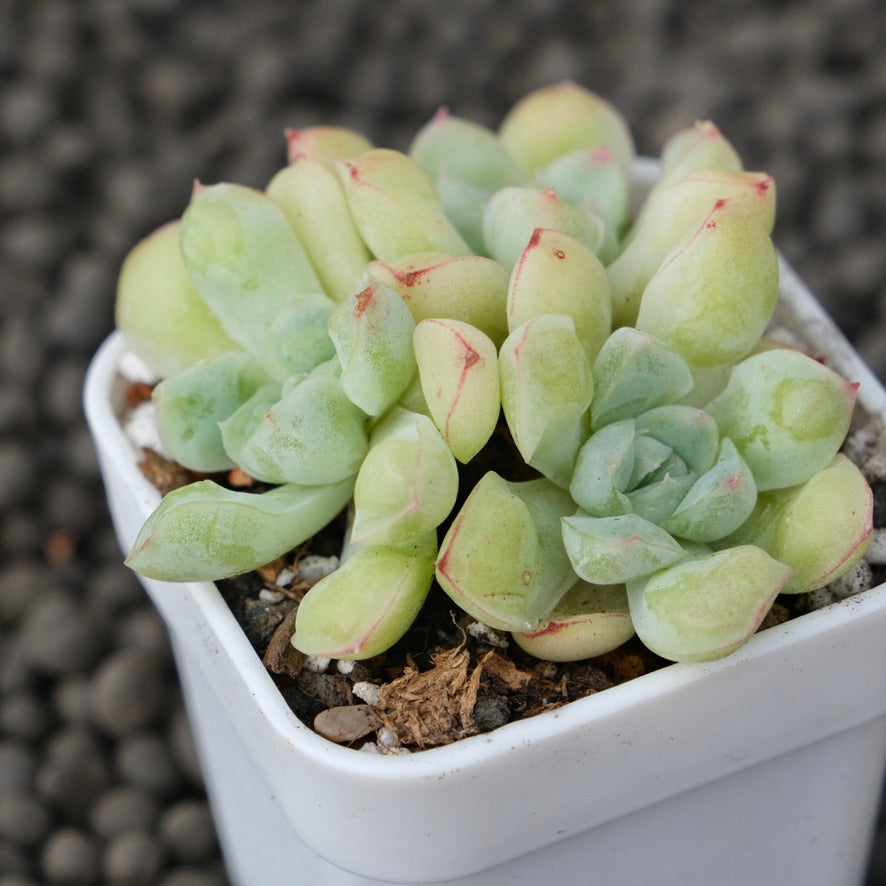 Echeveria Albidrops Korean Succulent Plant