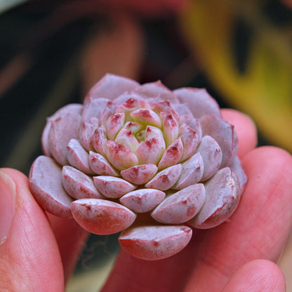 Echeveria Purple Rain Korean Succulent Plant