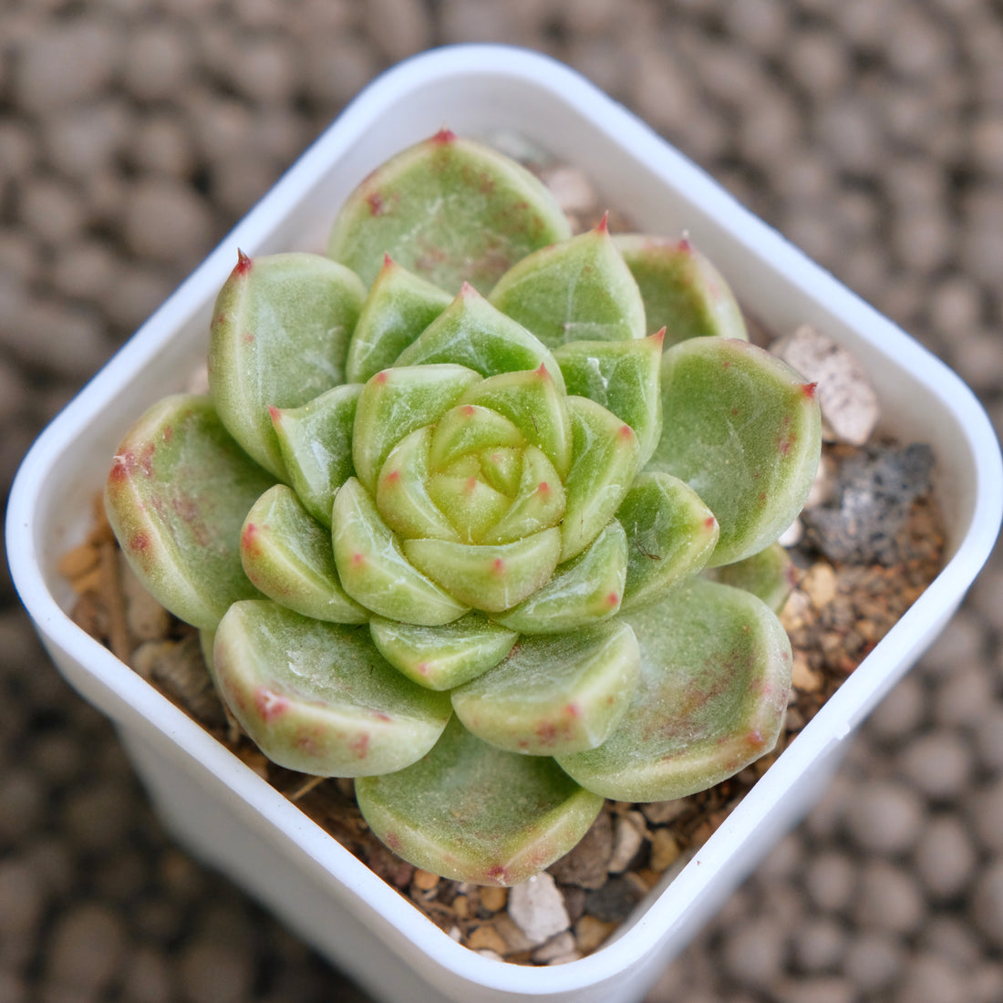 Echeveria Sky Jelly Imported Succulent Plant - B