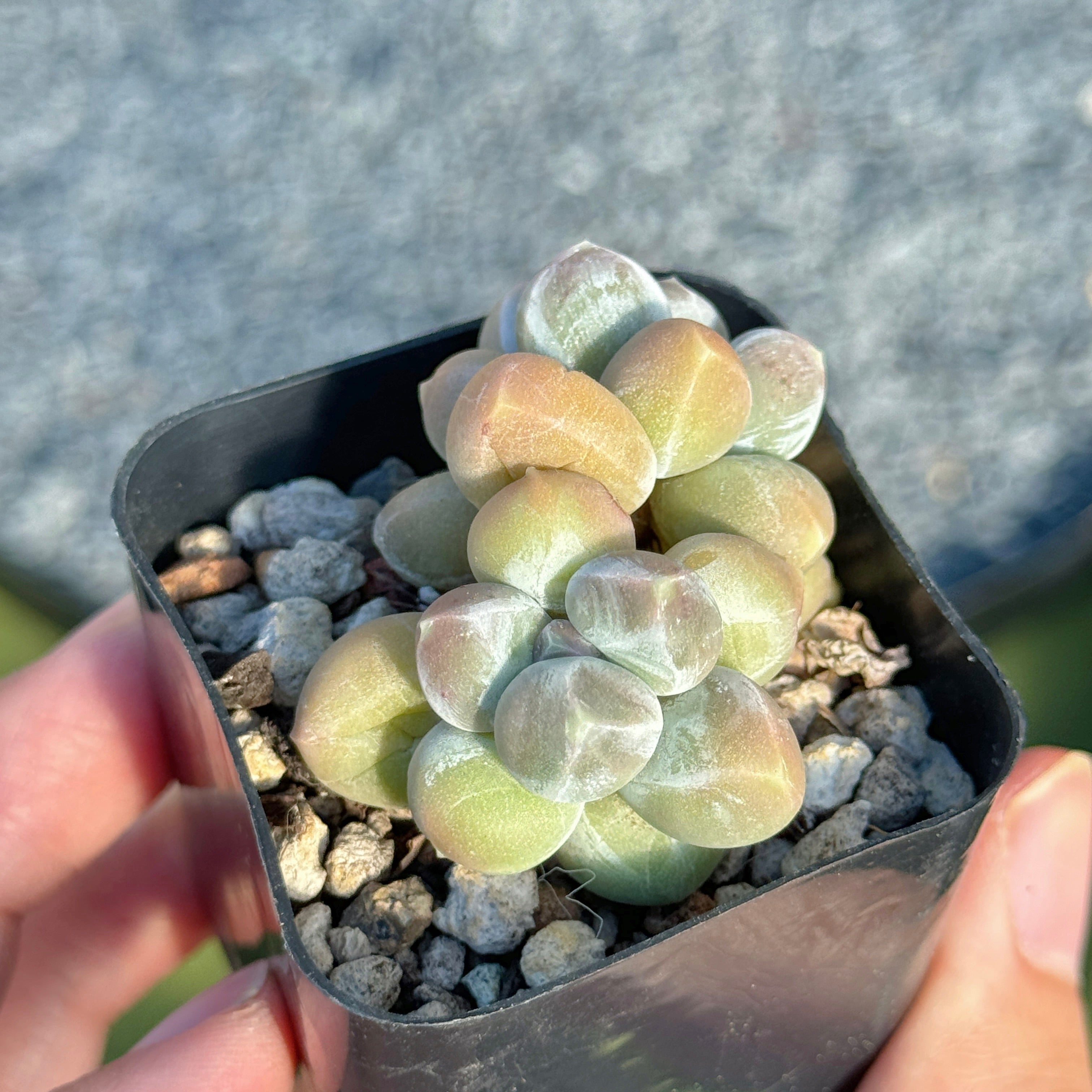 Pachyphytum Fresh Ball Korean Succulent Plant