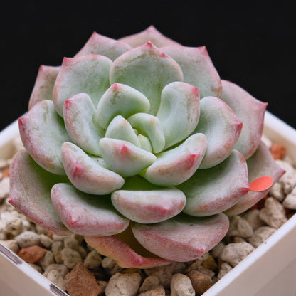 Echeveria Snow Mochi Imported Succulent Plant *New* 雪媚娘