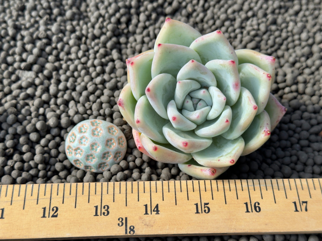 Big Echeveria colorata cultivar Korean Succulent Plant