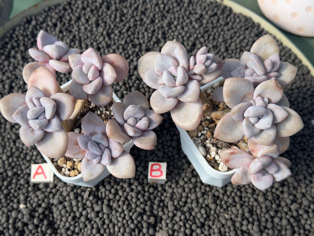 Graptoveria Murasaki Imported Succulent Plant